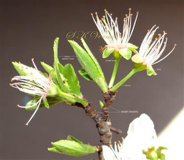  Branchlet (Short shoot) bearing leaves and flowers